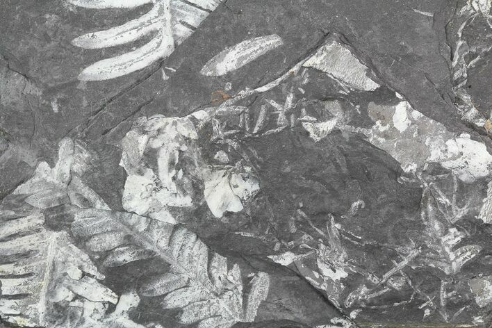 Wide Fossil Seed Fern Plate - Pennsylvania #53697